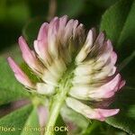 Trifolium isthmocarpum Квітка