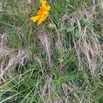 Arnica montana Habit