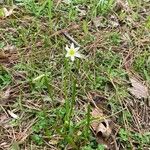 Nothoscordum bivalve ফুল