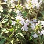 Thymus herba-barona Blüte