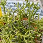 Rhipsalis cereuscula Hoja