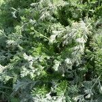 Artemisia annua Liść