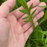 Knautia arvensis Blatt