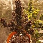 Cannabis sativa Blüte