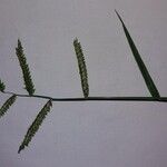 Urochloa trichopus Плод