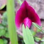 Lathyrus tingitanus Kwiat