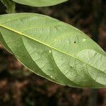 Ocotea leucoxylon Leaf