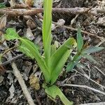 Ophrys insectifera Folla