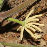 Cecropia peltata Цвят