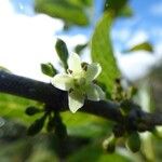 Geniostoma borbonicum 花