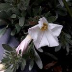 Convolvulus cneorum फूल