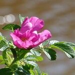 Rosa rugosa Кветка