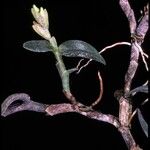 Epidendrum strobiliferum പുഷ്പം