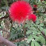 Calliandra haematocephala Flower