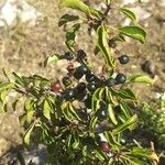 Rhamnus saxatilis Fuelha