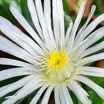Mesembryanthemum nodiflorum Flower