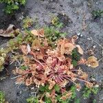 Claytonia rubra Blatt