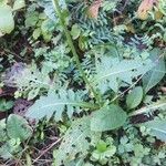 Cirsium oleraceum ഇല