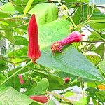 Passiflora sanguinolenta Flor