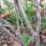 Pelargonium englerianum Bark