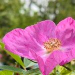 Rosa rugosa Blomst