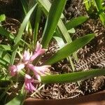 Hyacinthus orientalis Muu