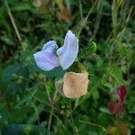 Vigna vexillata Flor