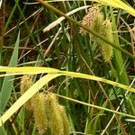 Carex pseudocyperus फल