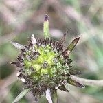 Succisa pratensis Fruit