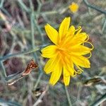 Launaea arborescens Flors