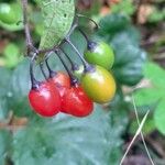 Solanum dulcamara Frutto