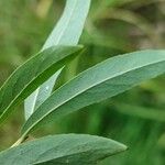 Salix purpurea Leaf