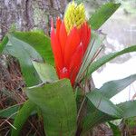 Aechmea nudicaulis Іншае