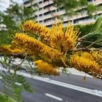 Grevillea robusta Blomst