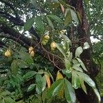 Inga laurina फल