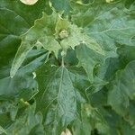 Atriplex sagittata Leaf