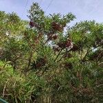 Pistacia × saportae Meyve