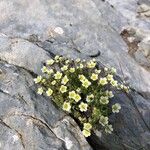 Saxifraga exarata 花