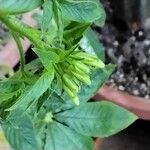 Cleome spinosa Flower
