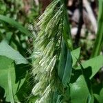 Lamarckia aurea Fruit