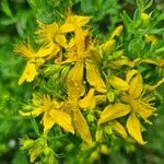 Hypericum perfoliatumКвітка