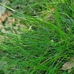 Festuca heterophylla برگ