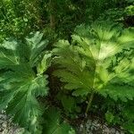 Heracleum sosnowskyi Lehti