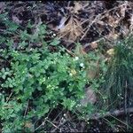 Galium rotundifolium Φύλλο