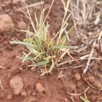 Microchloa kunthii Blatt