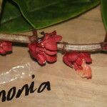 Drymonia coriacea Φρούτο