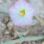 Convolvulus prostratus Kwiat