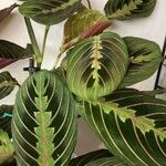 Maranta leuconeura Leaf
