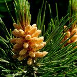 Pinus sylvestris Flor