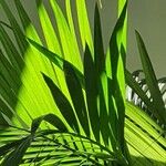 Livistona chinensis Folha